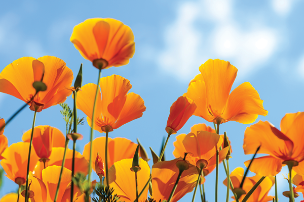 Bright orange California poppies rise against a blue sky with soft white clouds.