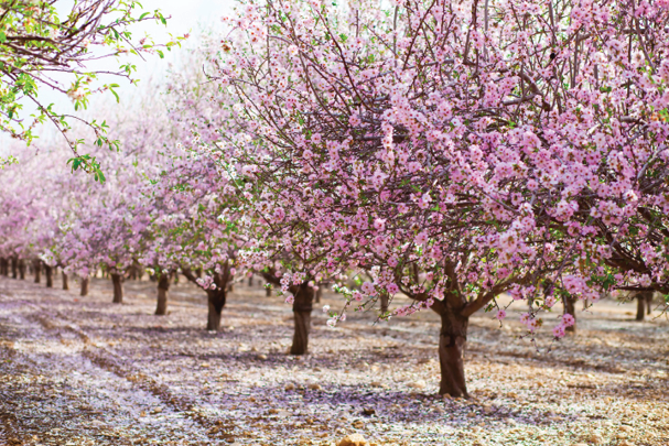 almond trees