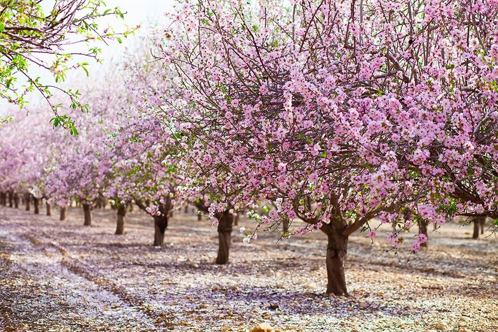 Rows of almond trees covered in pink blossoms in an orchard.