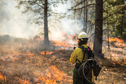A firefighter in yellow protective gear stands among trees and low flames in a forest.