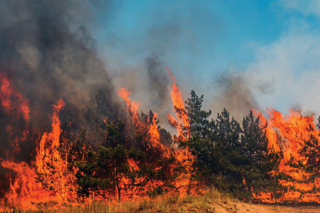 Flames and thick dark smoke spread through a stand of trees.