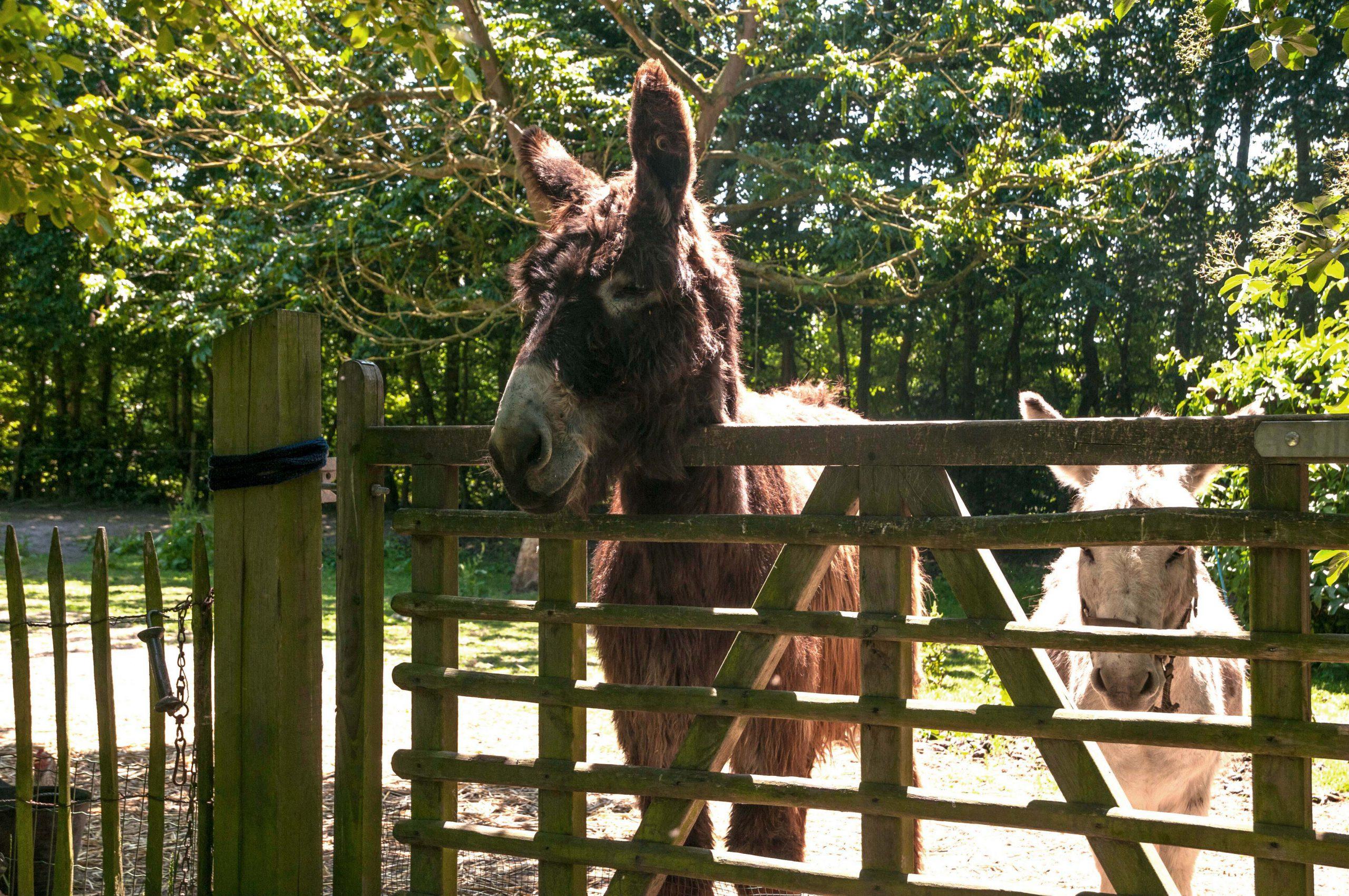 Strange Donkey: image 17