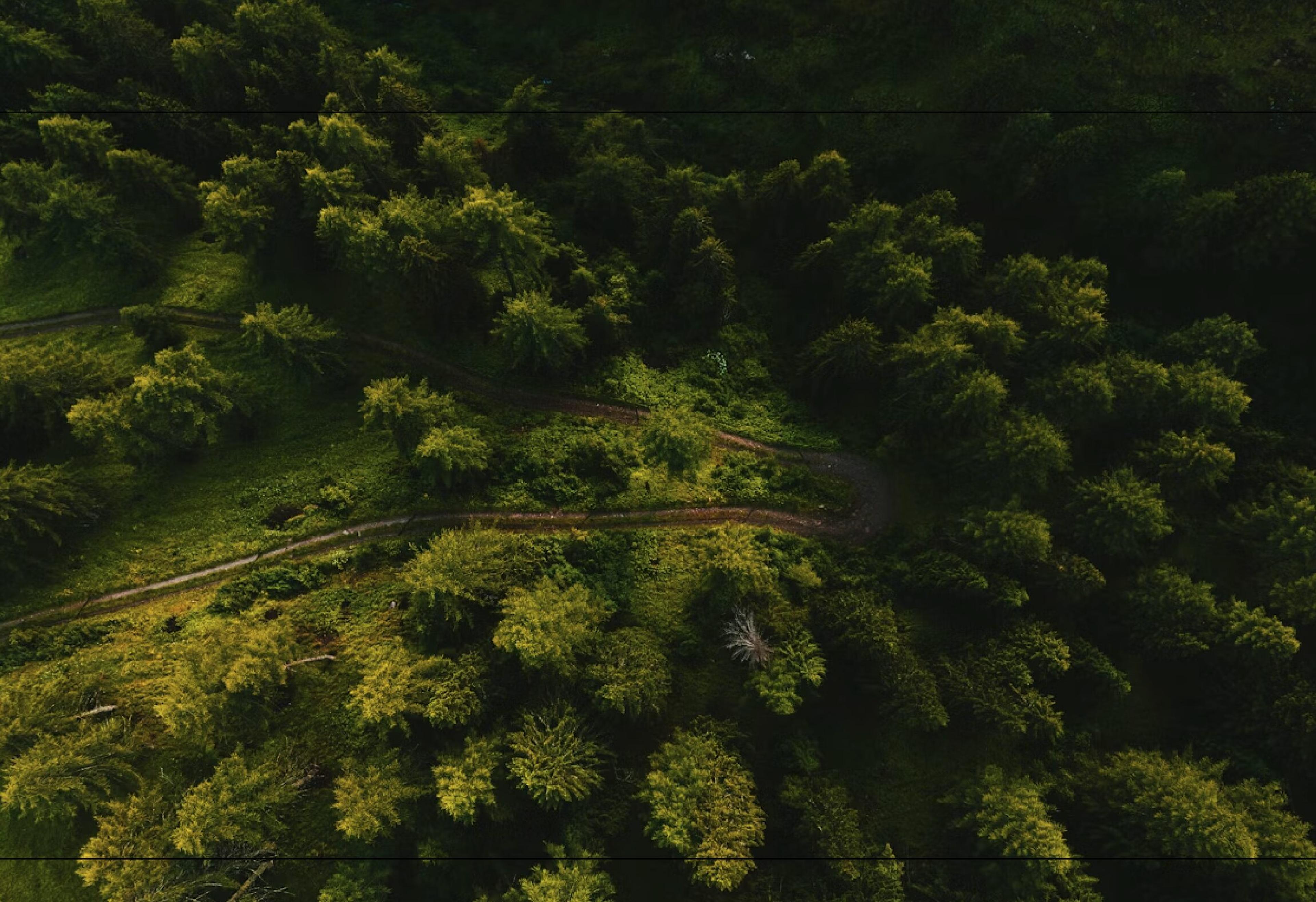 Arboneo: the brand in use