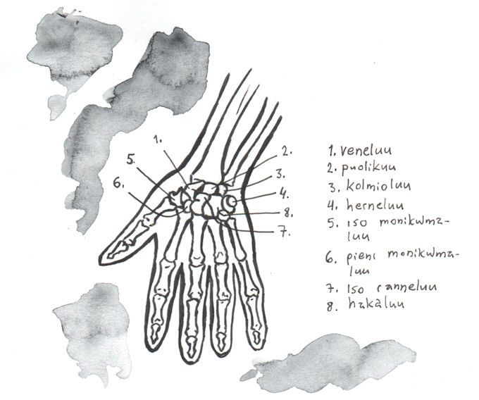 anatomia pieni 4