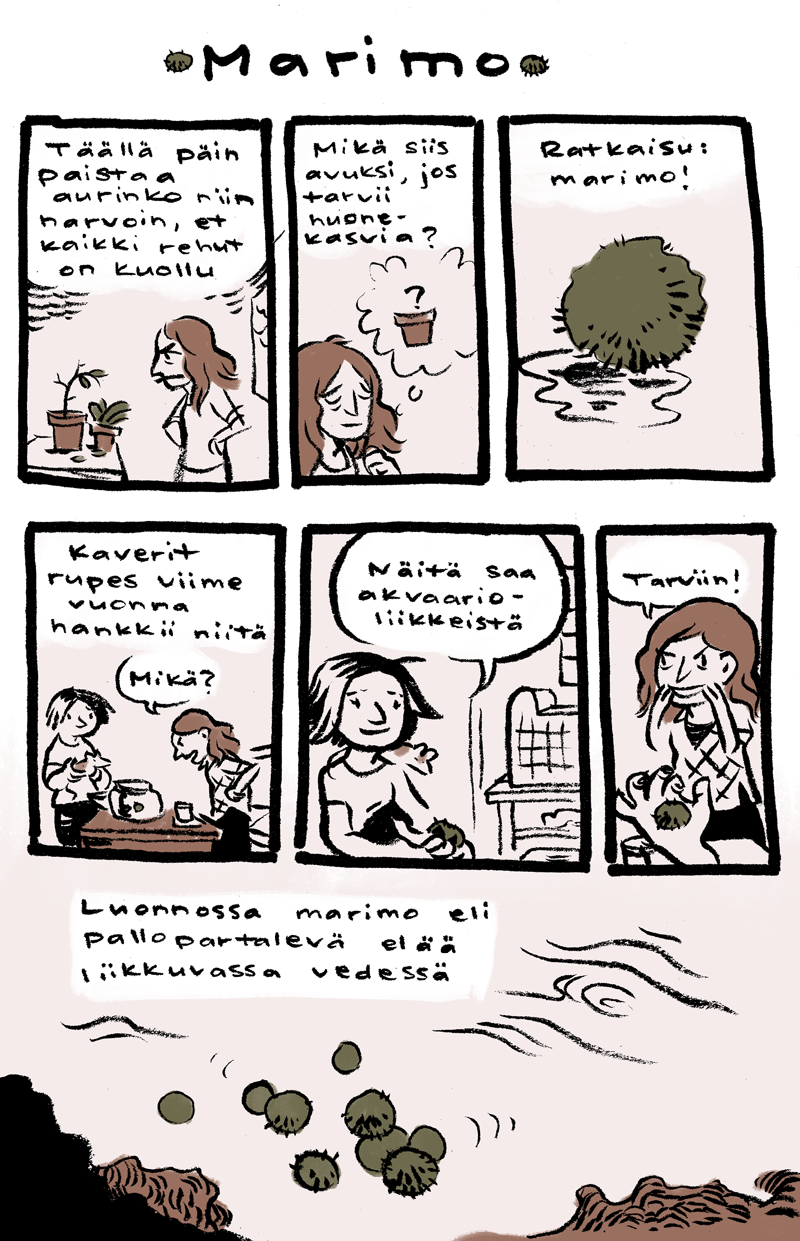 marimo1_vari_web