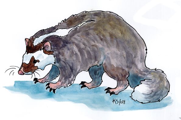 Aurinkomäyrä9_n