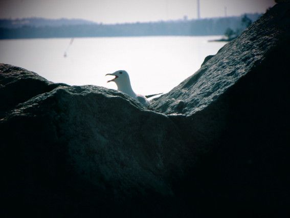 lokki1