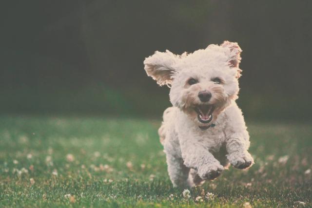 Adventures of pets in Kyiv