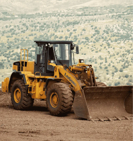 bobcat