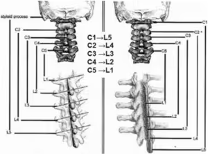 Spinal-joints-300x223.png