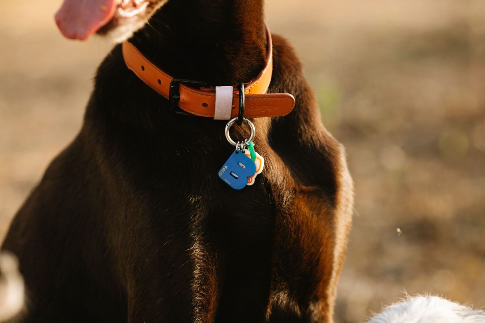 Dog with a collar tag sitting outdoors.