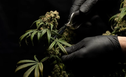 CBD Kanapių žiedų gydomoji nauda
