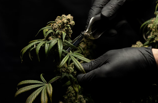 CBD Kanapių žiedų gydomoji nauda