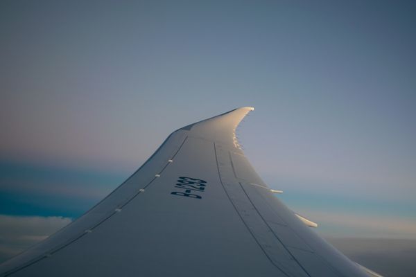 Airline Reptile Policies: Top 4 Carriers' Rules for 2025