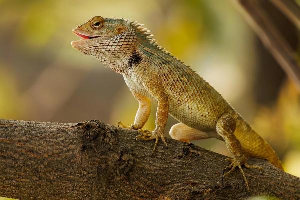 Flying with Exotic Pets: Complete Airline Guide for 2025