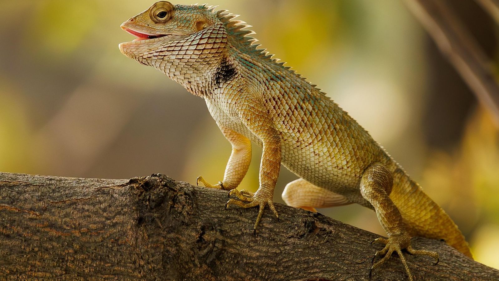 Flying with Exotic Pets: Complete Airline Guide for 2025