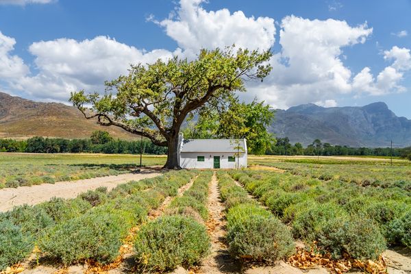 Limburg's Hidden Wine Trail: Ultimate 3-Day Dutch Vineyard Guide