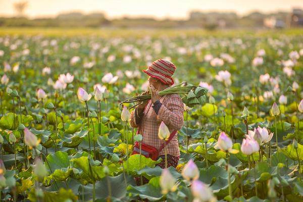 Kampot Pepper Farm Tours: Cambodia's Premium Spice Experience Guide