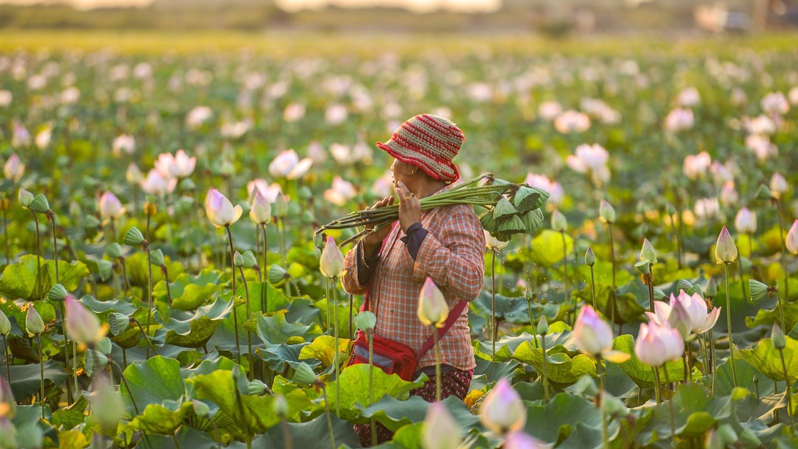 Kampot Pepper Farm Tours: Cambodia's Premium Spice Experience Guide