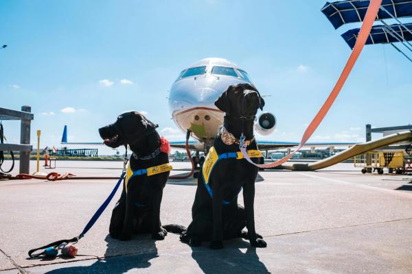 First Class with Fido: Complete Airline Pet Policy Guide