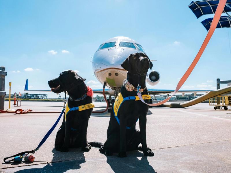 First Class with Fido: Complete Airline Pet Policy Guide