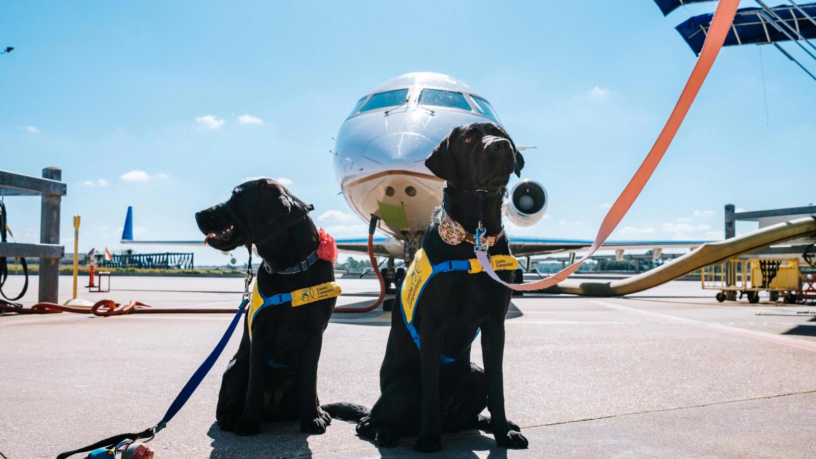 First Class with Fido: Complete Airline Pet Policy Guide