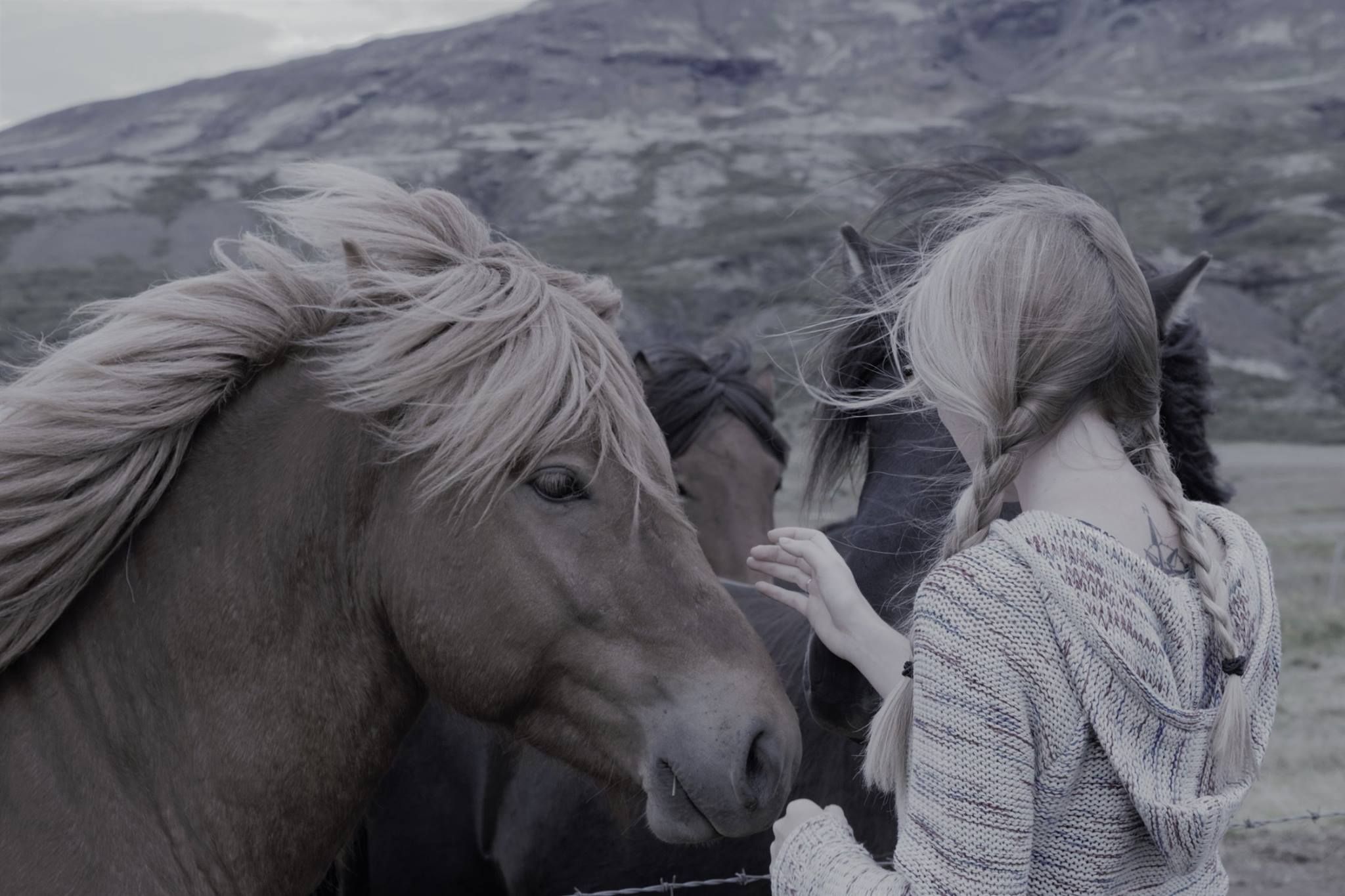 Icelandic horses