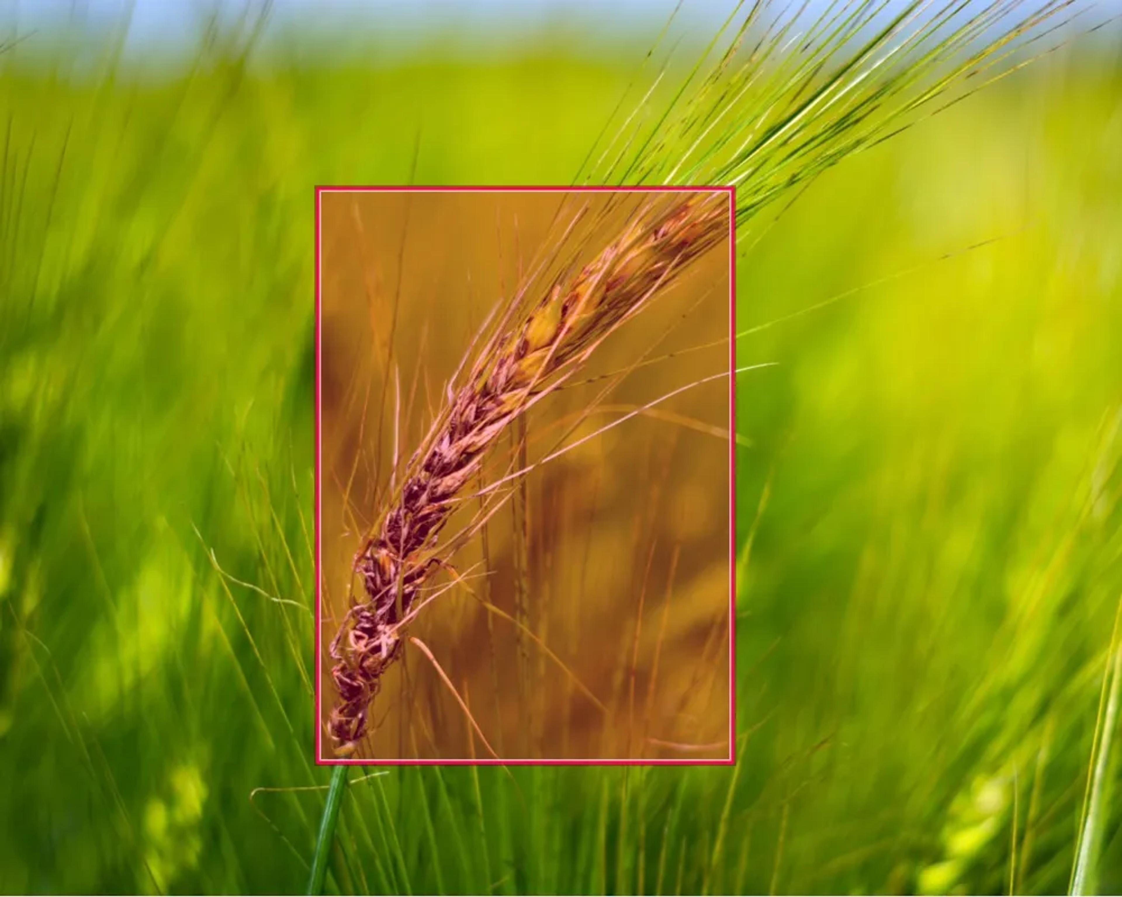Plant disease dataset