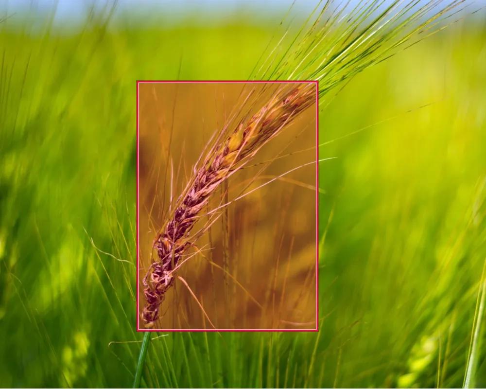 Plant disease dataset
