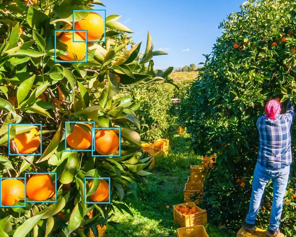 Model deployment in the field
