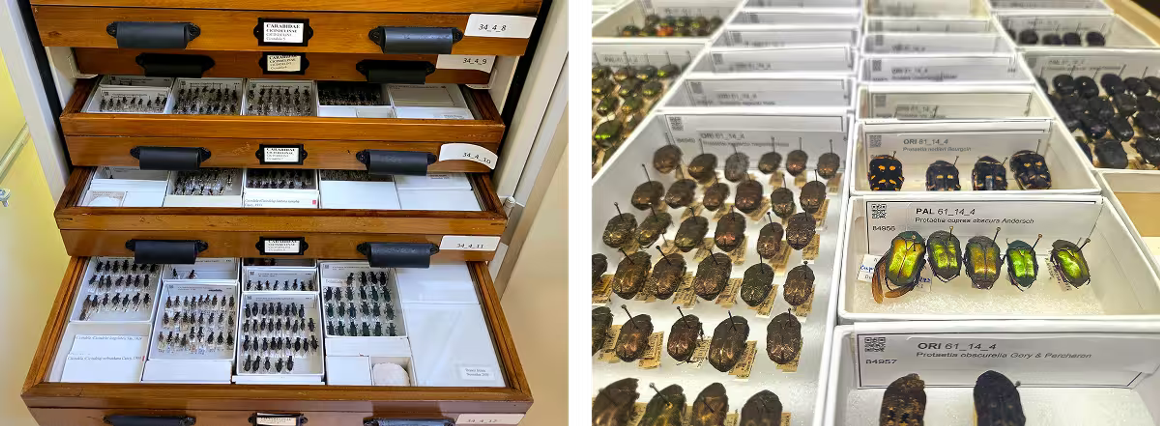 An open specimen cabinet of pinned beetles beside a close view of labeled trays holding rows of iridescent green scarabs.