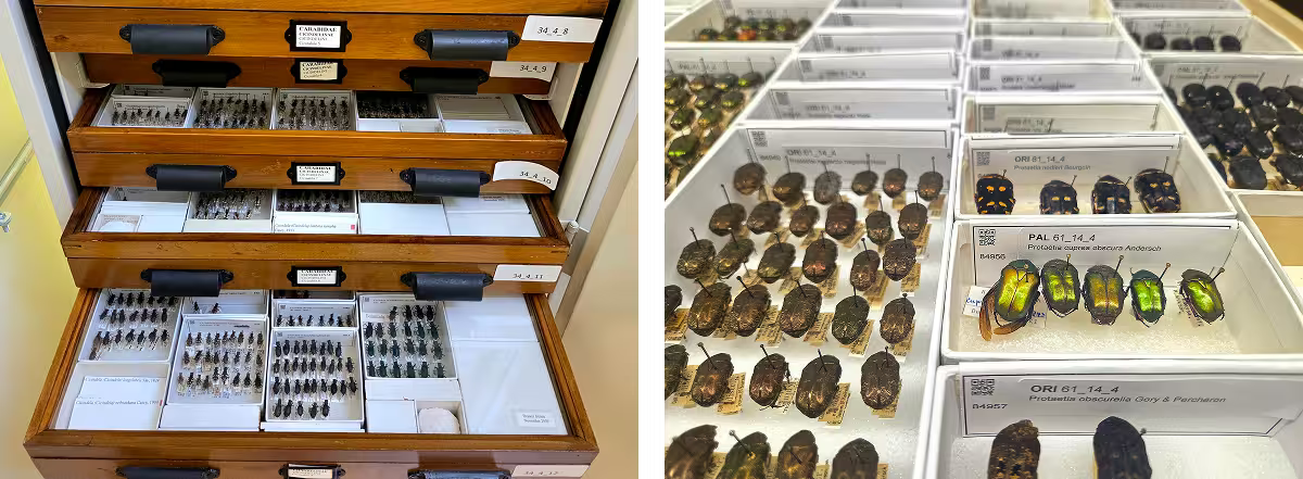 An open specimen cabinet of pinned beetles beside a close view of labeled trays holding rows of iridescent green scarabs.