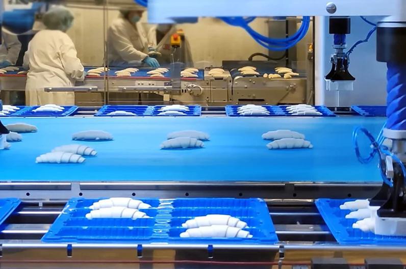 Robotic arms picking unbaked croissants from a blue conveyor belt and placing them into trays.