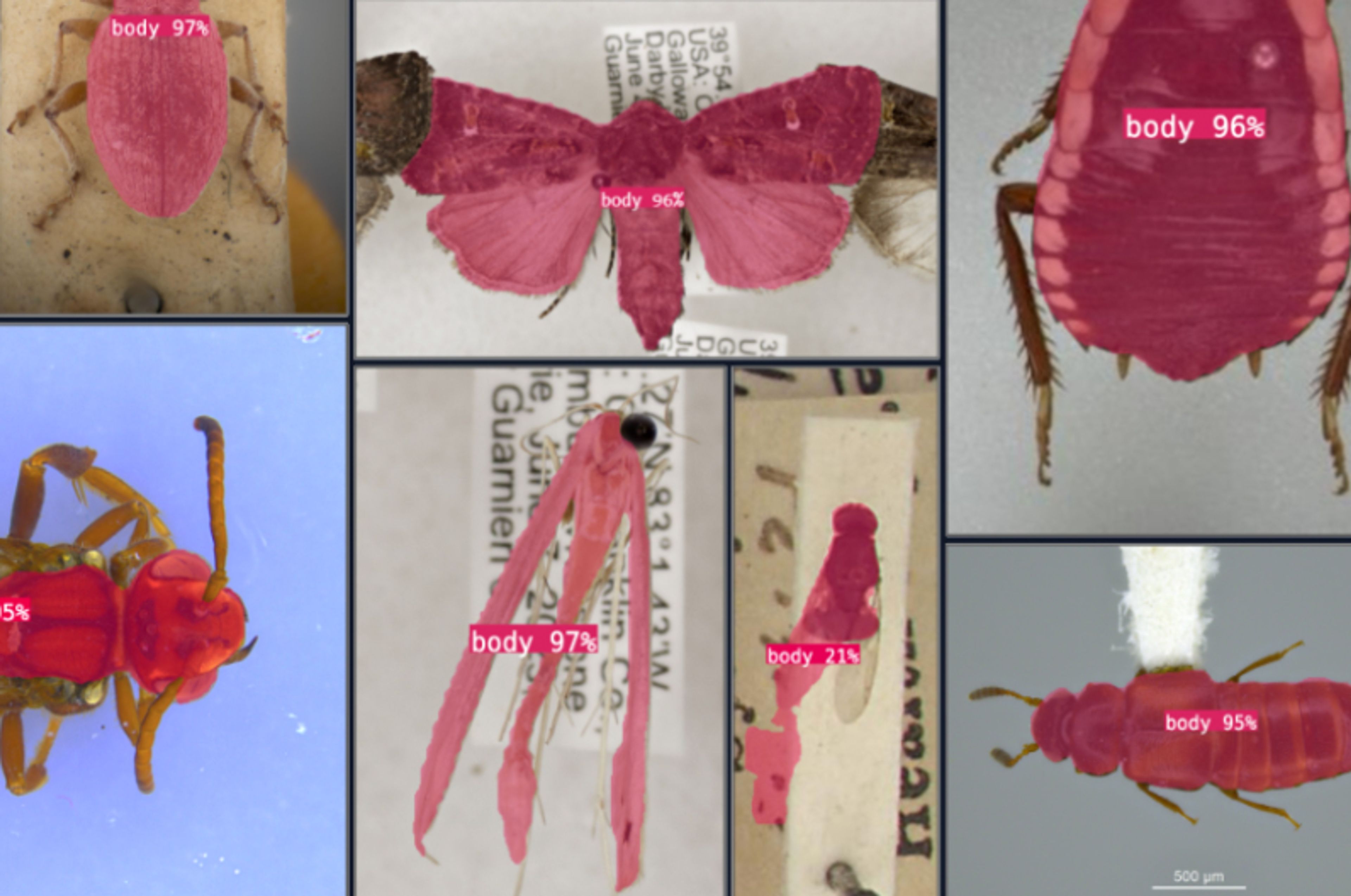 A grid of various insect specimens displaying AI object detection with magenta segmentation masks and "body XX%" labels.