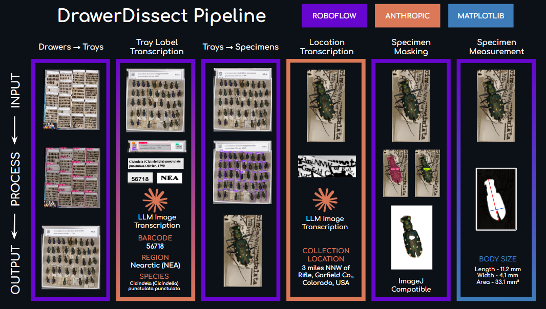 Diagram of the DrawerDissect pipeline, stage by stage: drawers to trays, tray label transcription, trays to specimens, location transcription, specimen masking and specimen measurement.