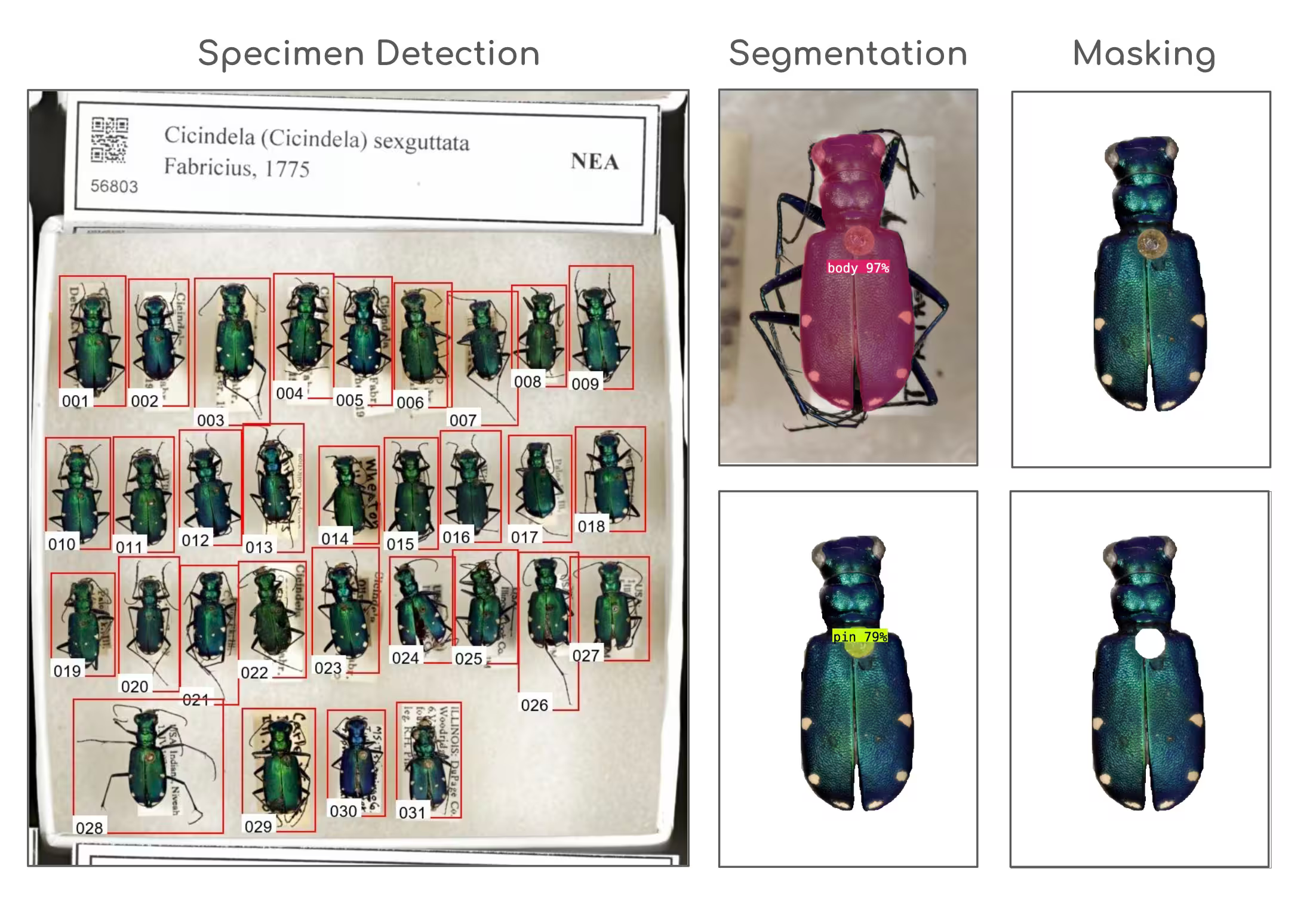 A tray of tiger beetles with all 31 specimens boxed and numbered by a detection model, next to segmentation and masking views of a single beetle.