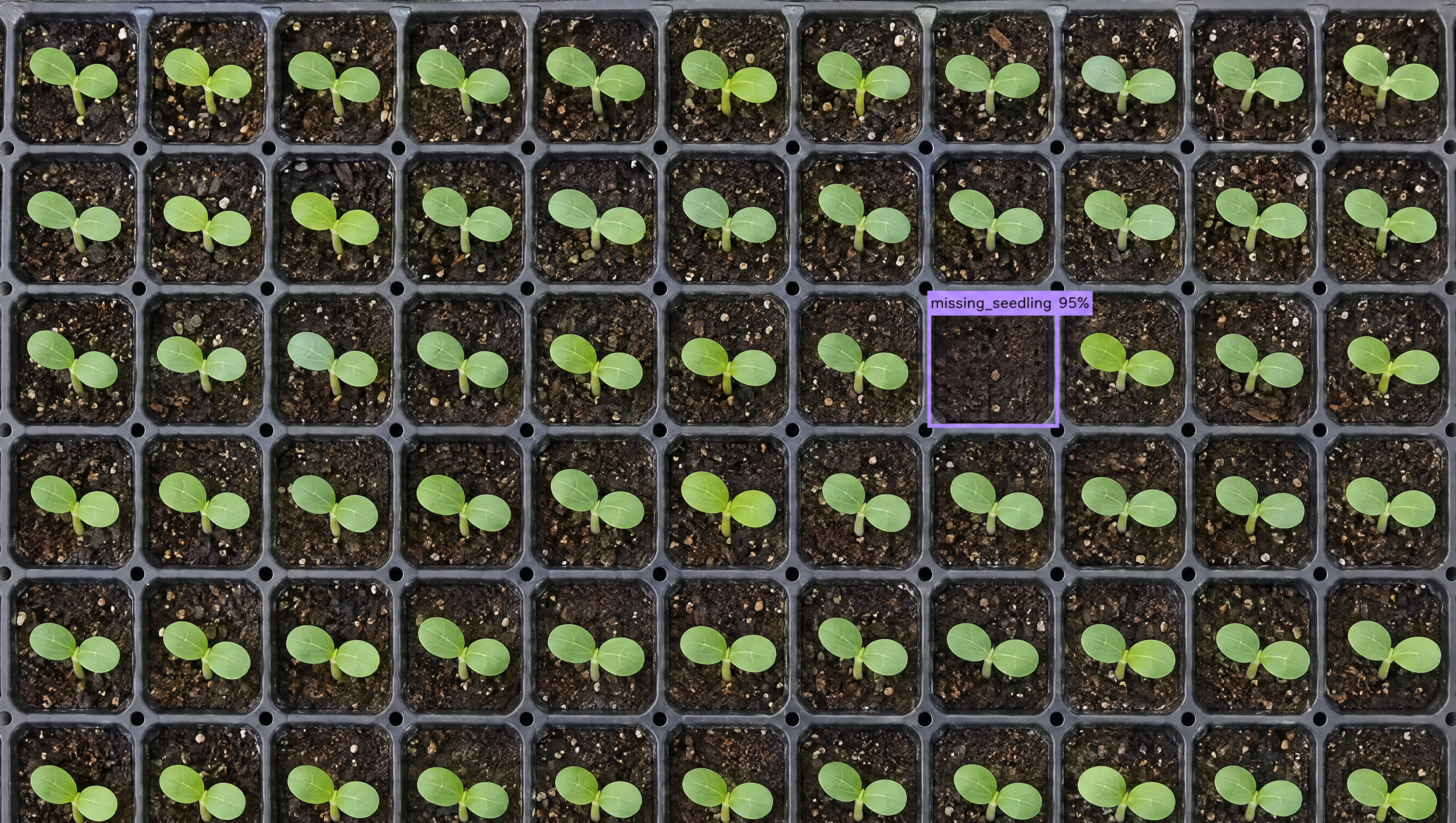 A grid of green seedlings in a tray, with one empty cell marked by an AI as 'missing_seedling 95%'.