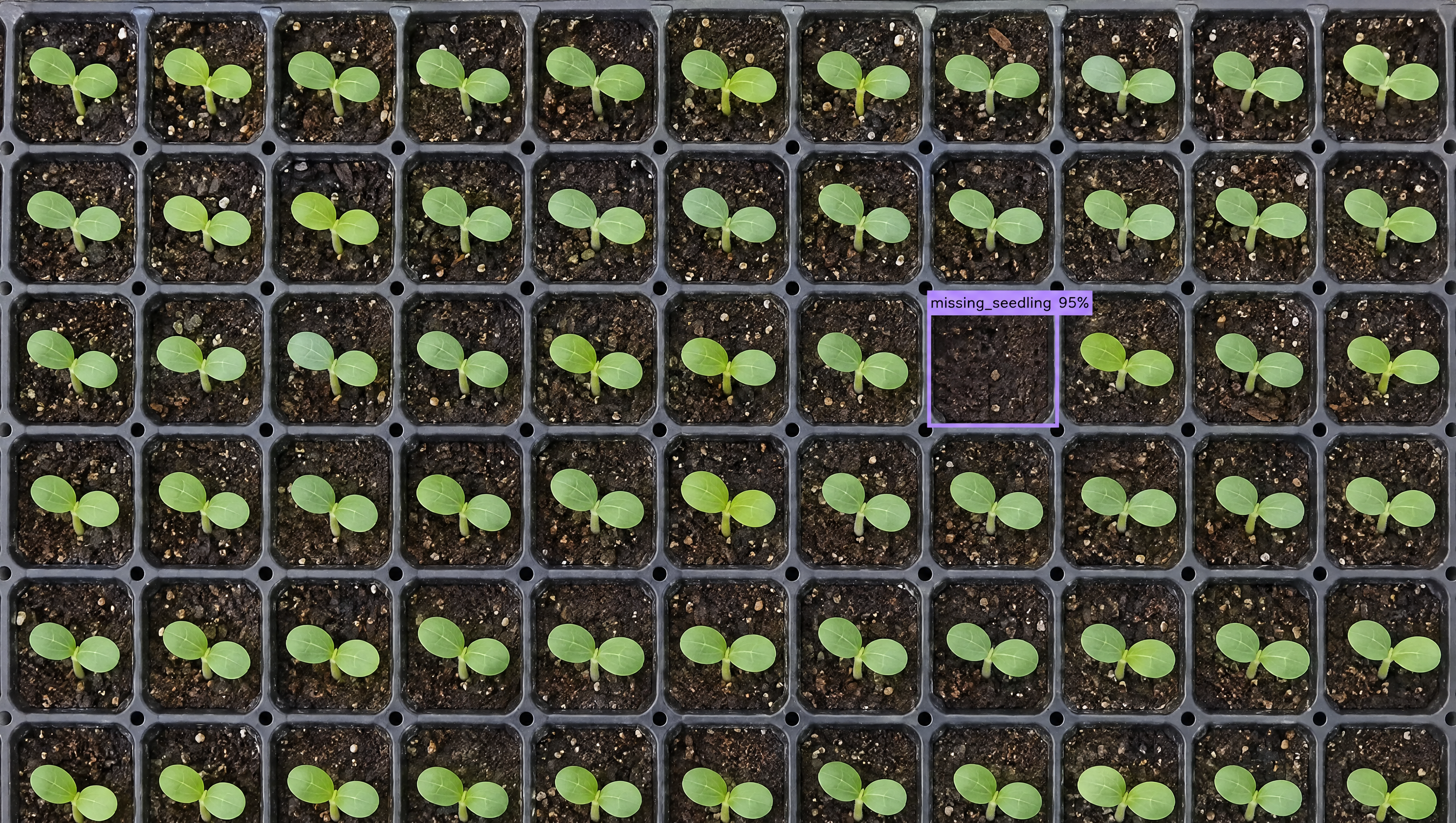 A grid of green seedlings in a tray, with one empty cell marked by an AI as 'missing_seedling 95%'.