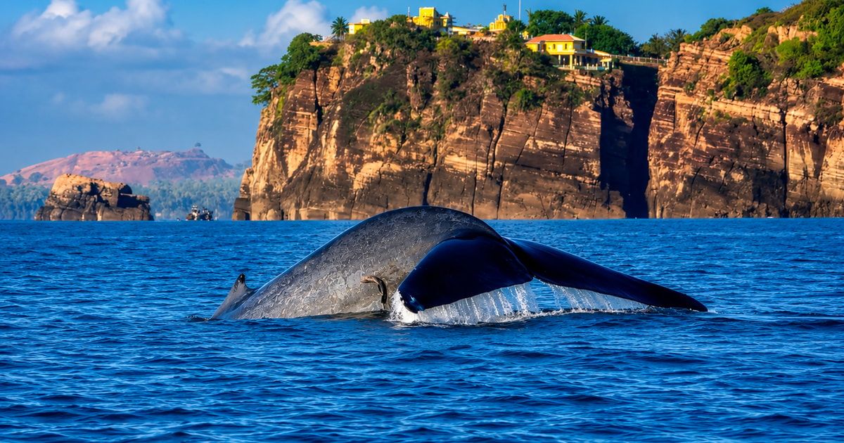 The Ultimate Guide to Whale Watching in Trincomalee
