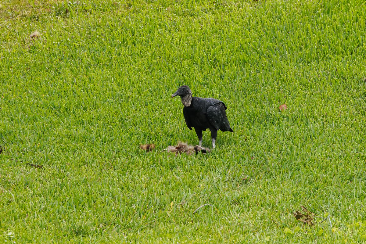 Svartkondor/ Black Vulture