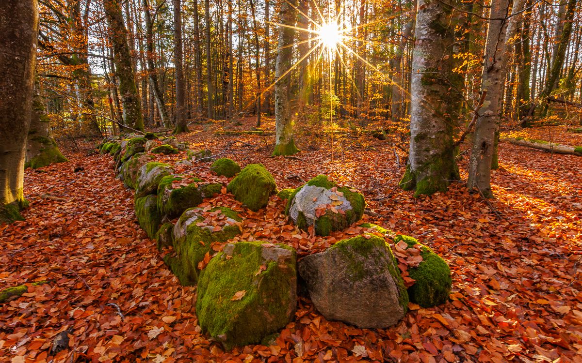 Landskapsbilde, Østfold, Dilling, Kajalunden naturreservat