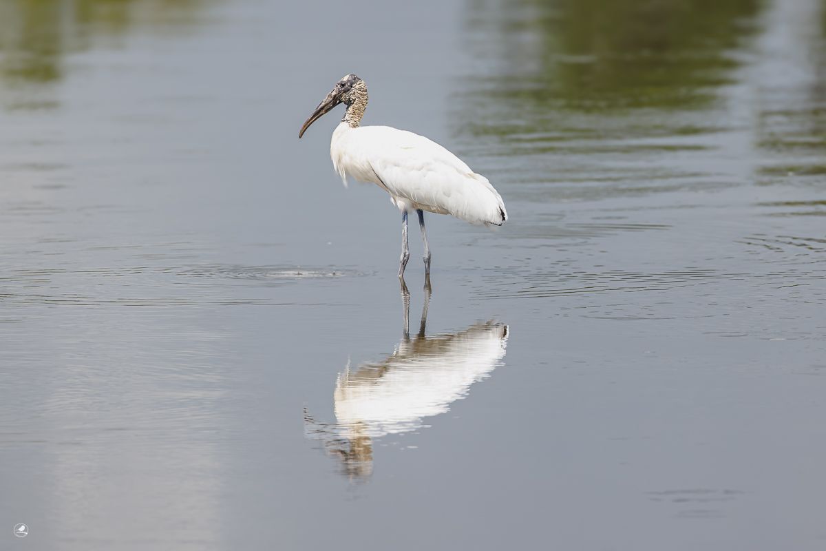  Fakta om Amerikastork (Mycteria americana)