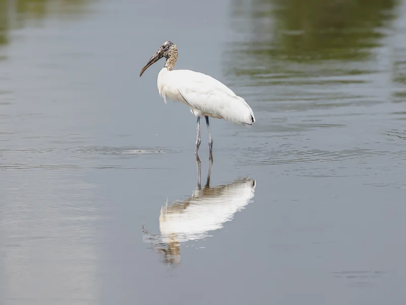 Fakta om Amerikastork (Mycteria americana)