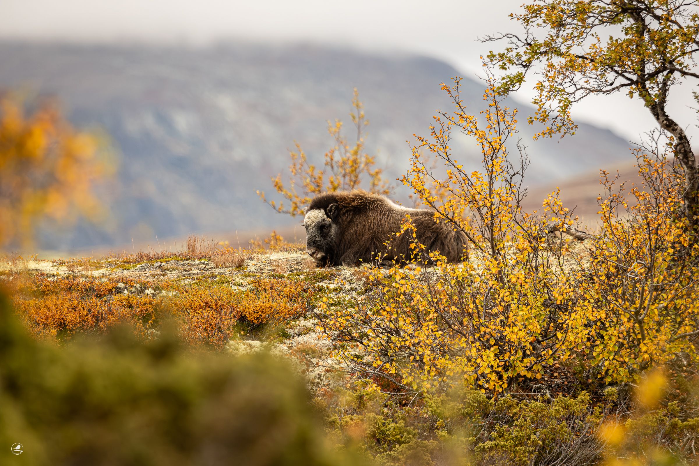 Moskus/ Musk Ox, Dovre
