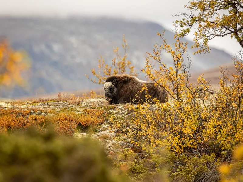 Moskus/ Musk Ox, Dovre