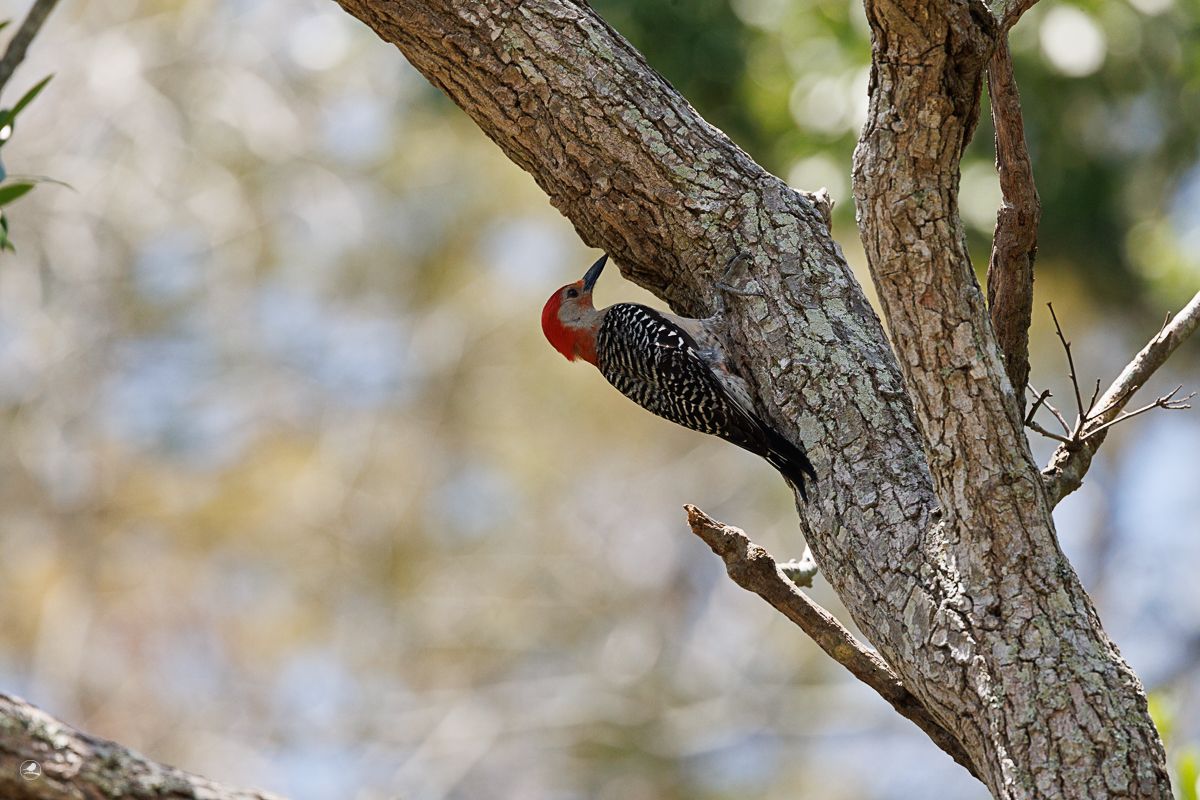 Lundspett/ Red-bellied woodpecker