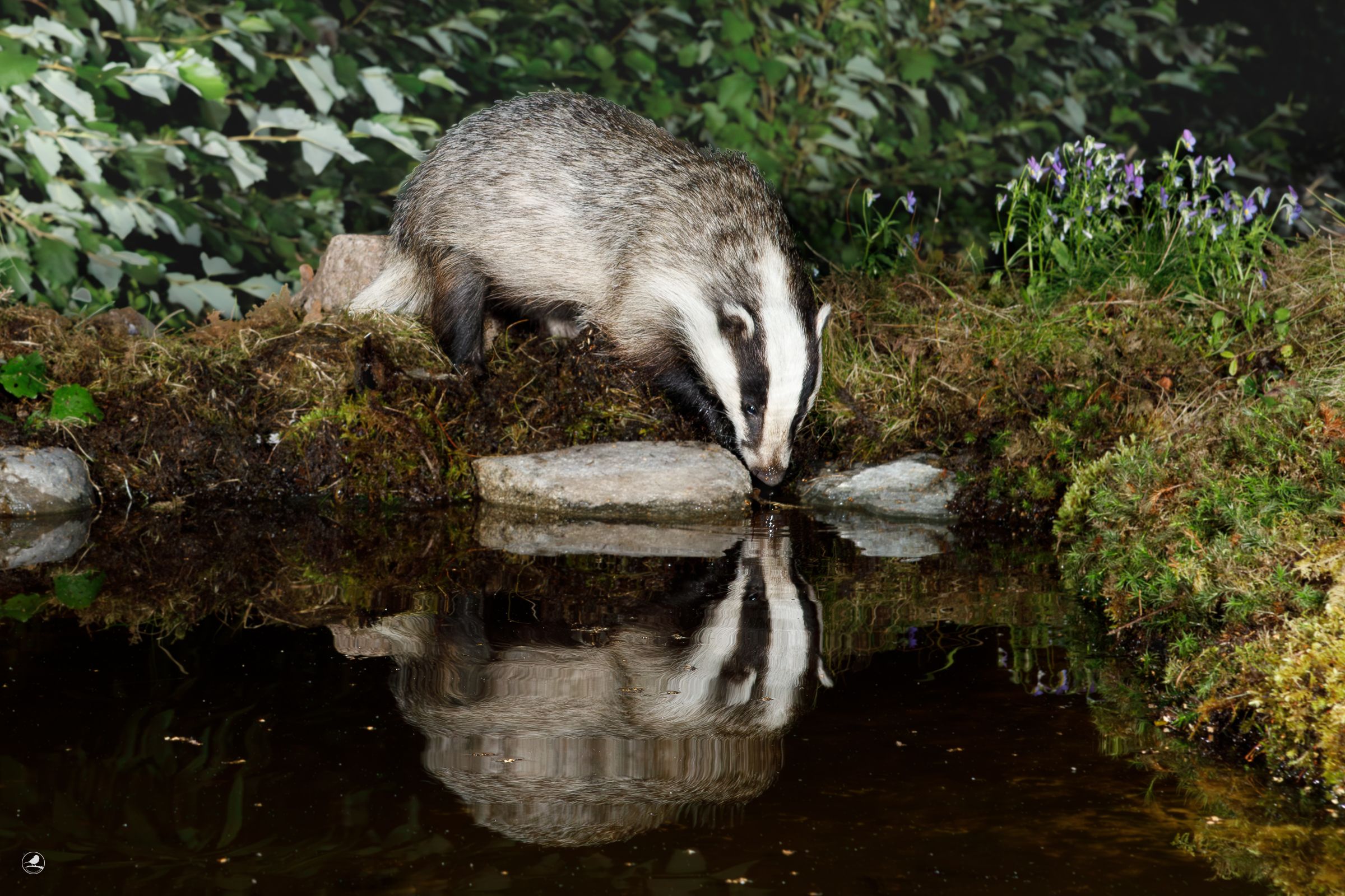 Grevling/ Badger