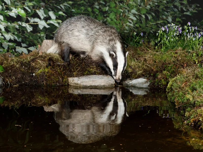 Grevling/ Badger