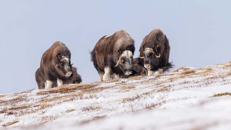 Moskus Dovre