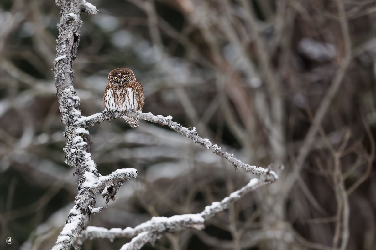 Spurvugle/ Eurasian Pygmy Owl